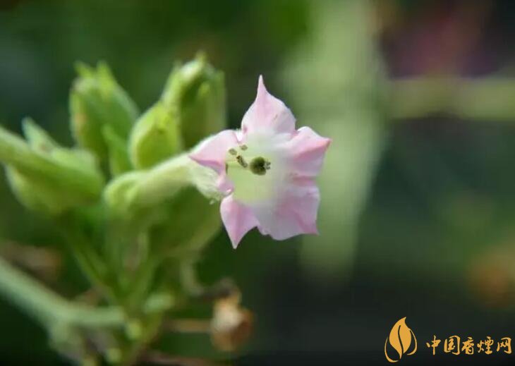 煙草花花語是什么，煙草花什么時(shí)候開花