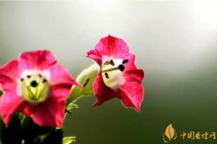 煙草花花語是什么，煙草花什么時(shí)候開花