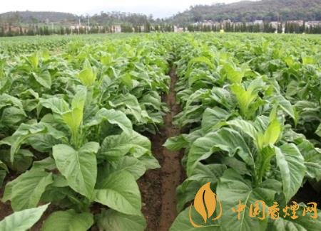 湖南瀏陽(yáng)煙草局依托G80烤煙特色品種為煙農(nóng)創(chuàng)收9375萬(wàn)元！